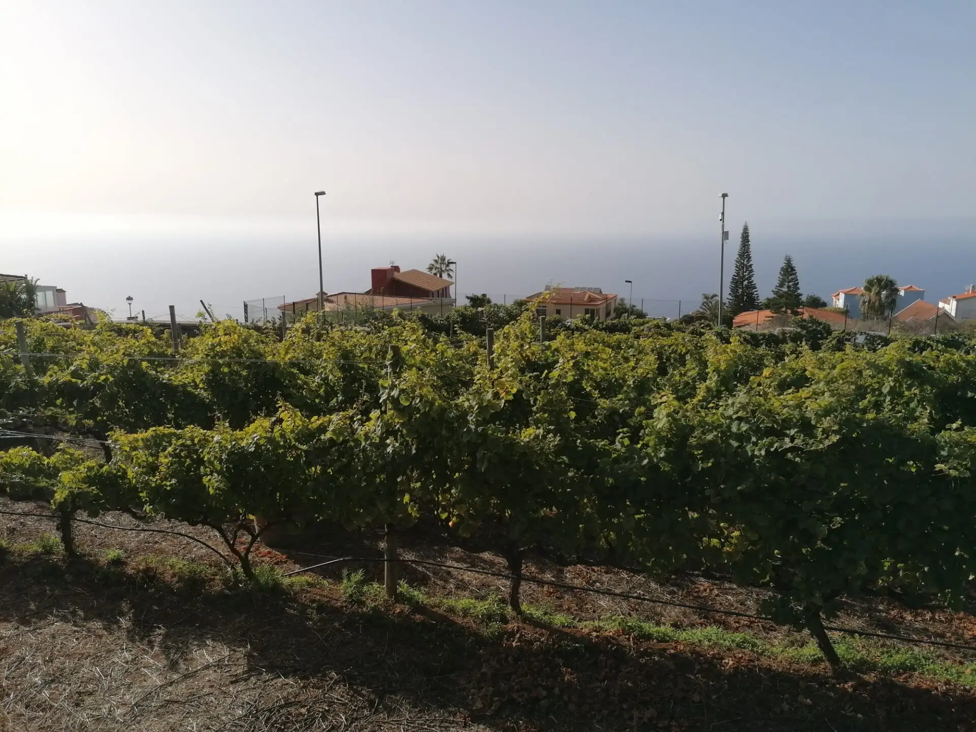 Museum Casa del Vino Tenerife – El Sauzal 4