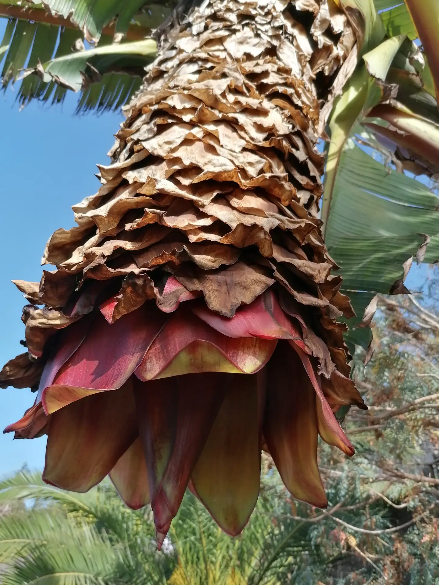 Museum Casa del Vino Tenerife – El Sauzal 5